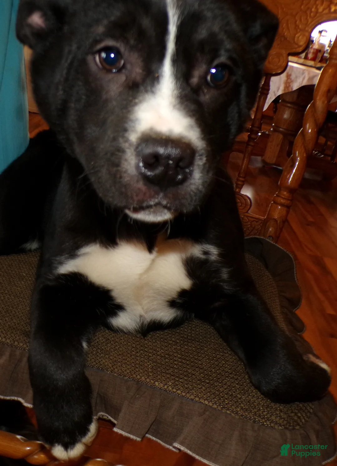 American Pit Bull Terrier dogs for sale: American Pit Bull Terrier Puppy 3 Booker - Ad 3