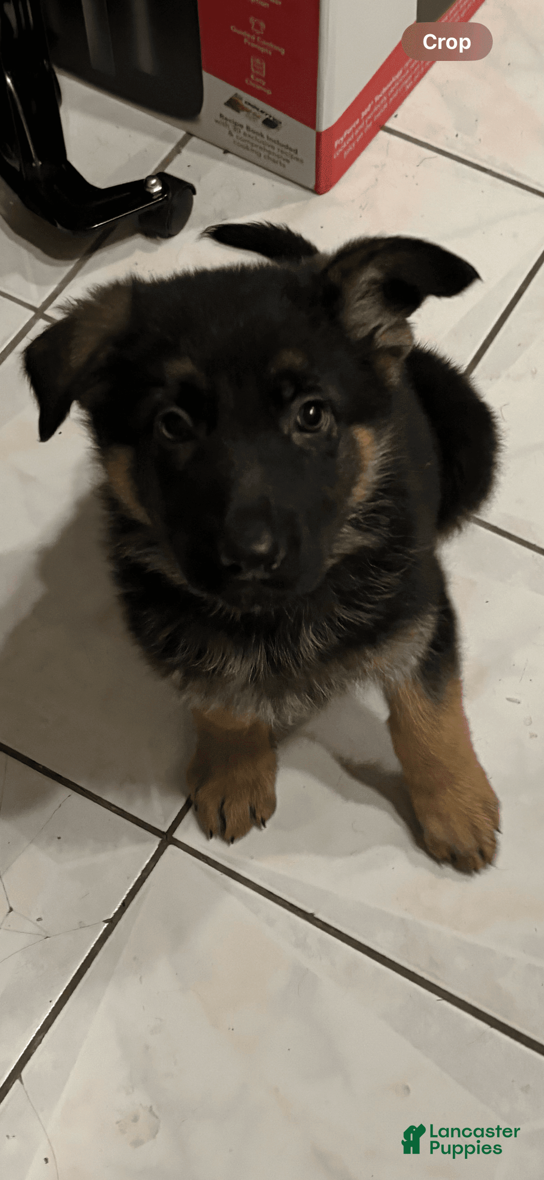 Gallery Image {{count}}