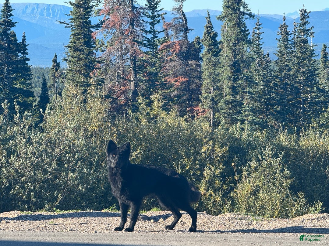 German Shepherd dogs for sale: Summit  - Ad 6