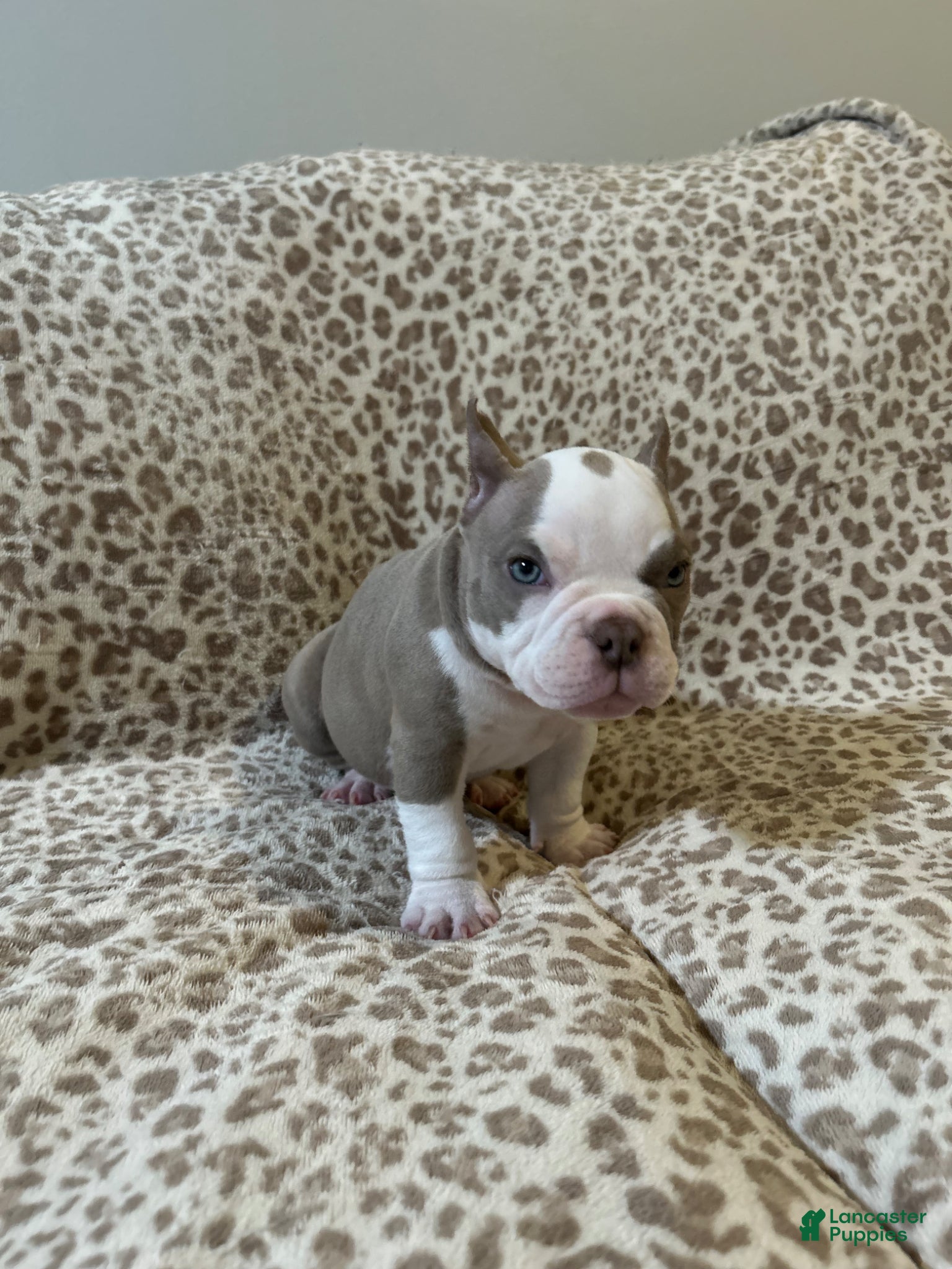 American Bully dogs American Bully Puppy 5 - Ad 35