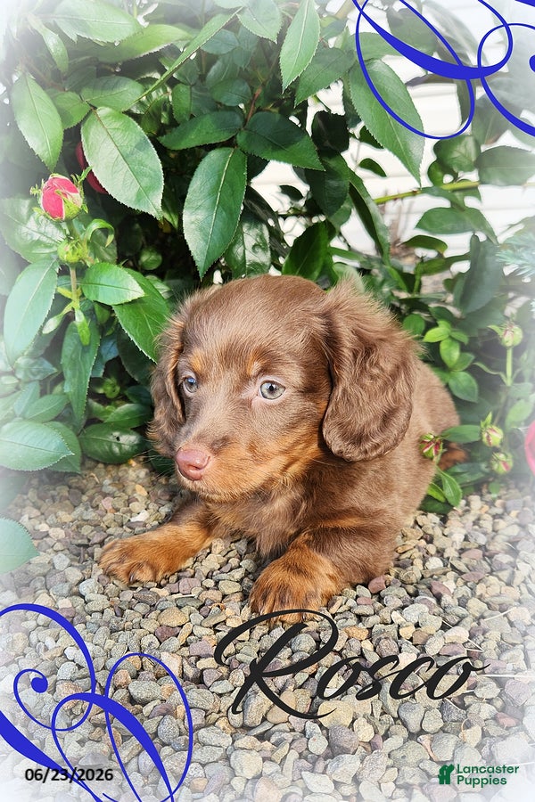 Miniature Dachshund dogs Rosco - Ad 6