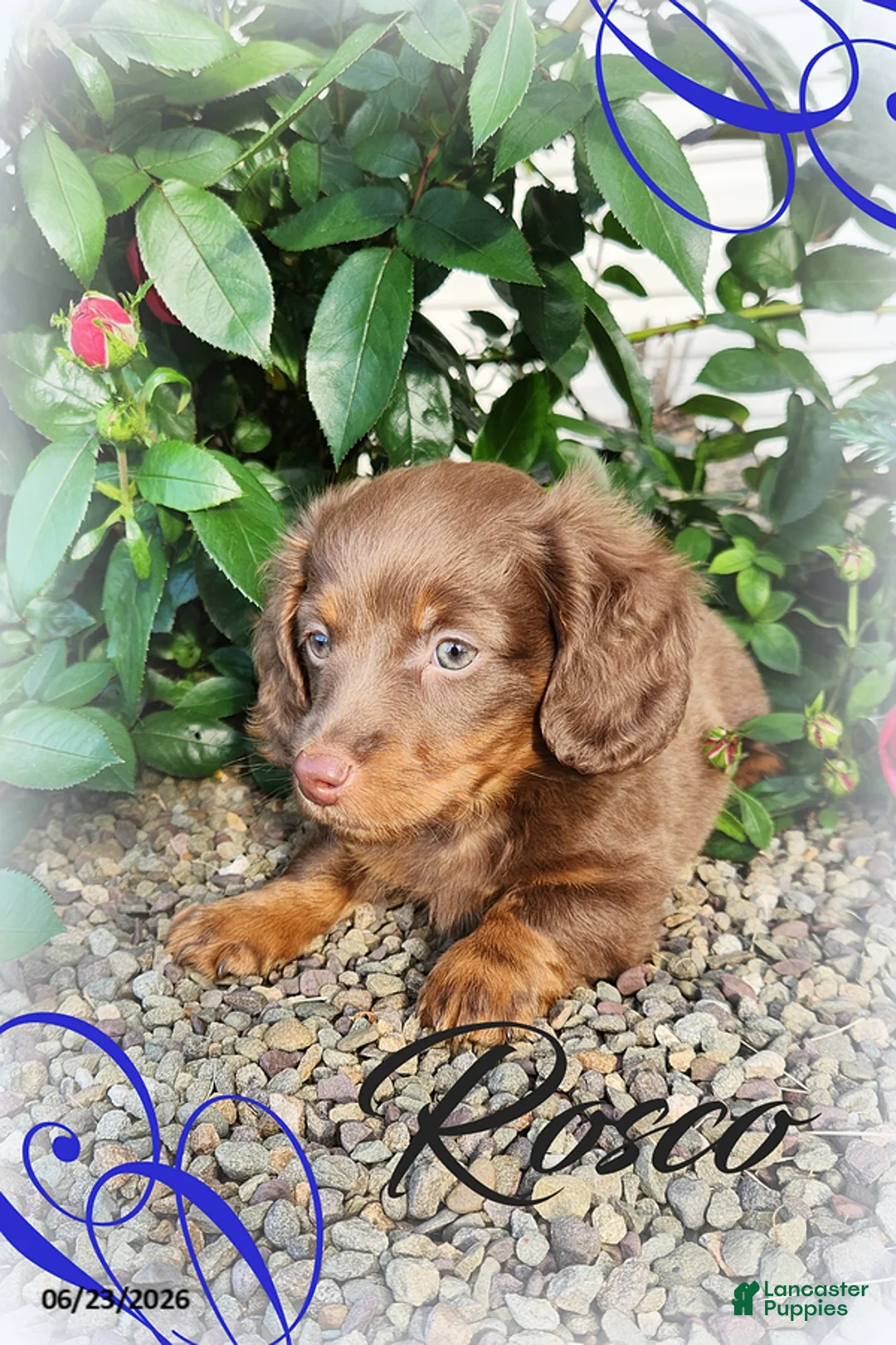 Miniature Dachshund dogs for sale: Rosco - Ad 1