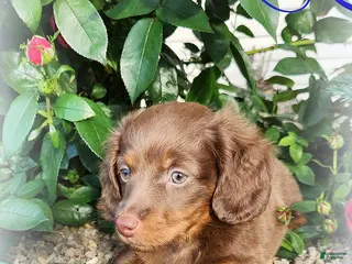 Miniature Dachshund dogs Rosco - Ad 6