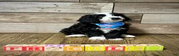Mini Aussiedoodle dogs for sale: Mini Aussiedoodle 3 Olive - Ad 13