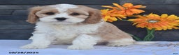 Cavapoo dogs for sale: Harvey - Ad 4