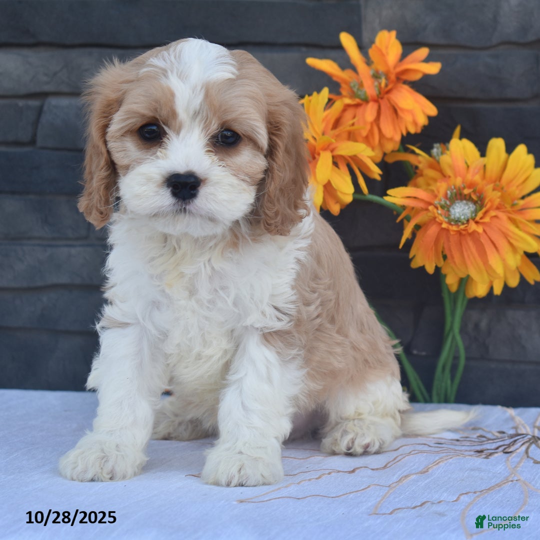 Cavapoo dogs for sale: Harvey - Ad 4