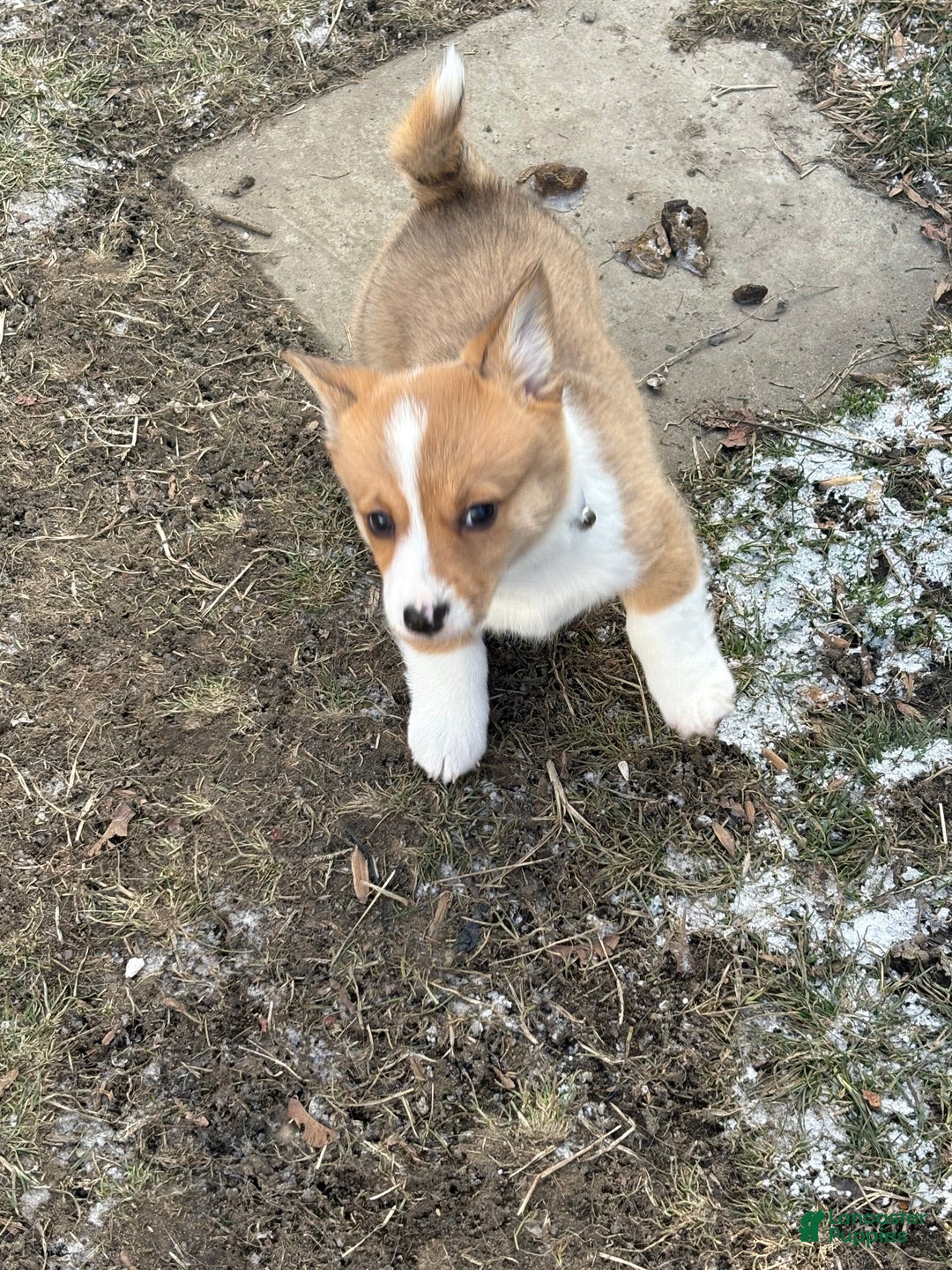 Welsh Corgi Pembroke dogs for sale: Welsh Corgi Pembroke Puppy 2 - Ad 4