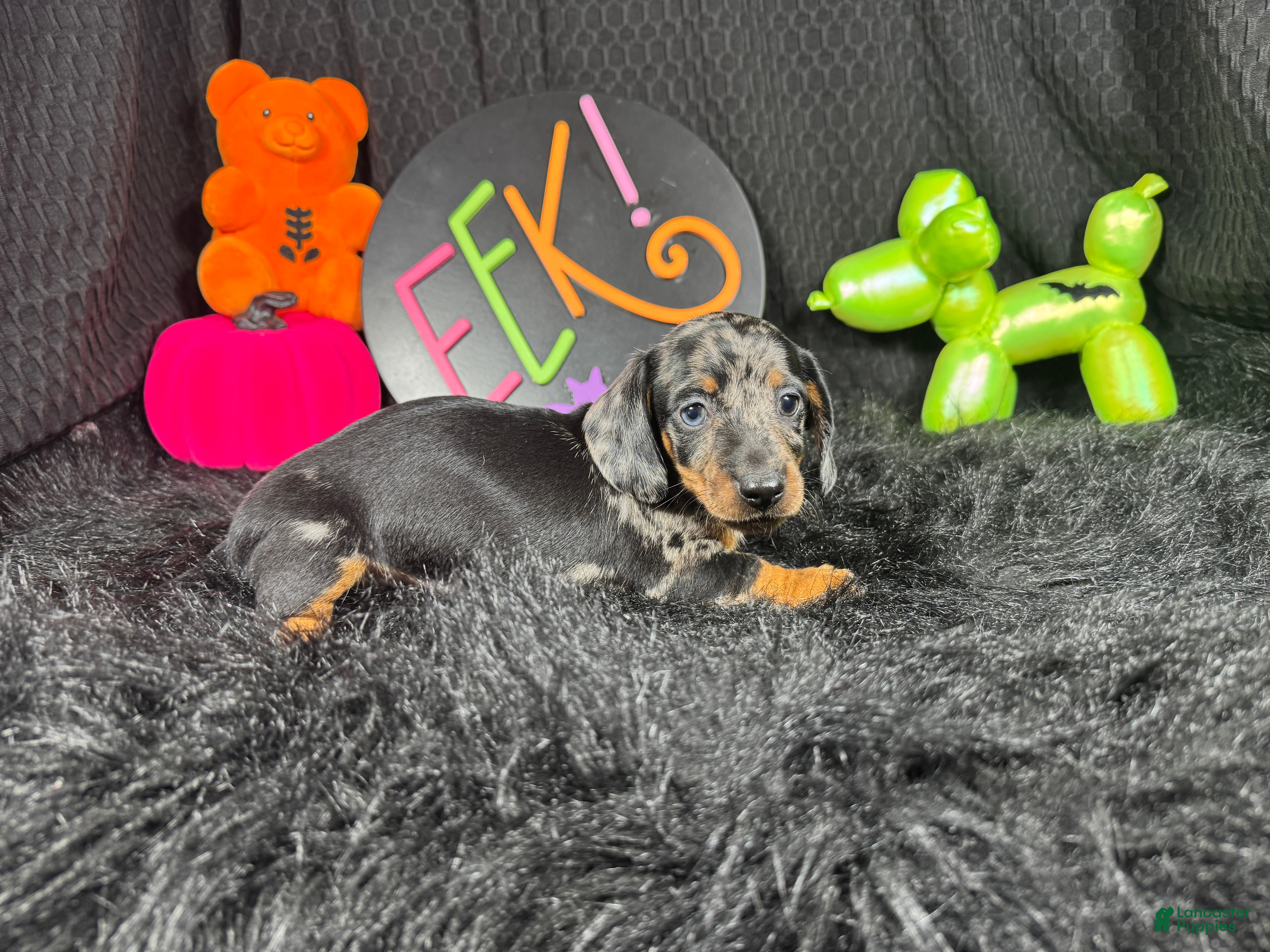 Miniature Dachshund dogs Miniature Dachshund 1 - Ad 30