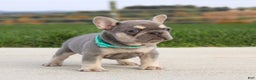 French Bulldog dogs for sale: Arie - Ad 2