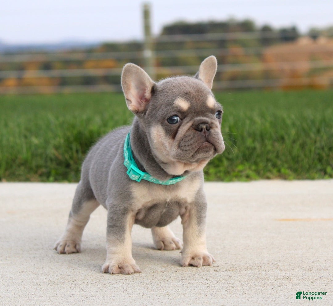 French Bulldog dogs for sale: Arie - Ad 2
