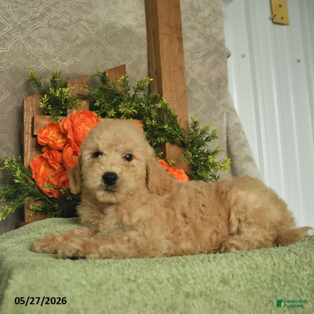 Mini Goldendoodle dogs for sale: Hazel  - Ad 3
