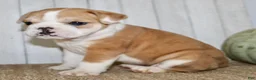 Mixed Breed dogs for sale: Arlo Male English Bulldog - Ad 5