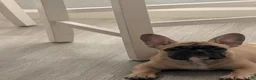 French Bulldog dogs for sale: French Bulldog Girl - Ad 2