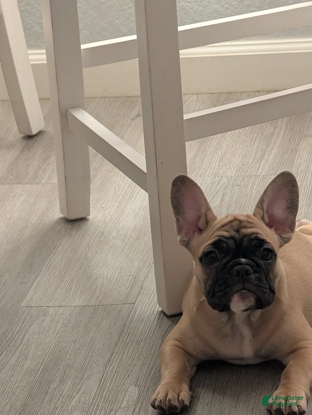 French Bulldog dogs for sale: French Bulldog Girl - Ad 2