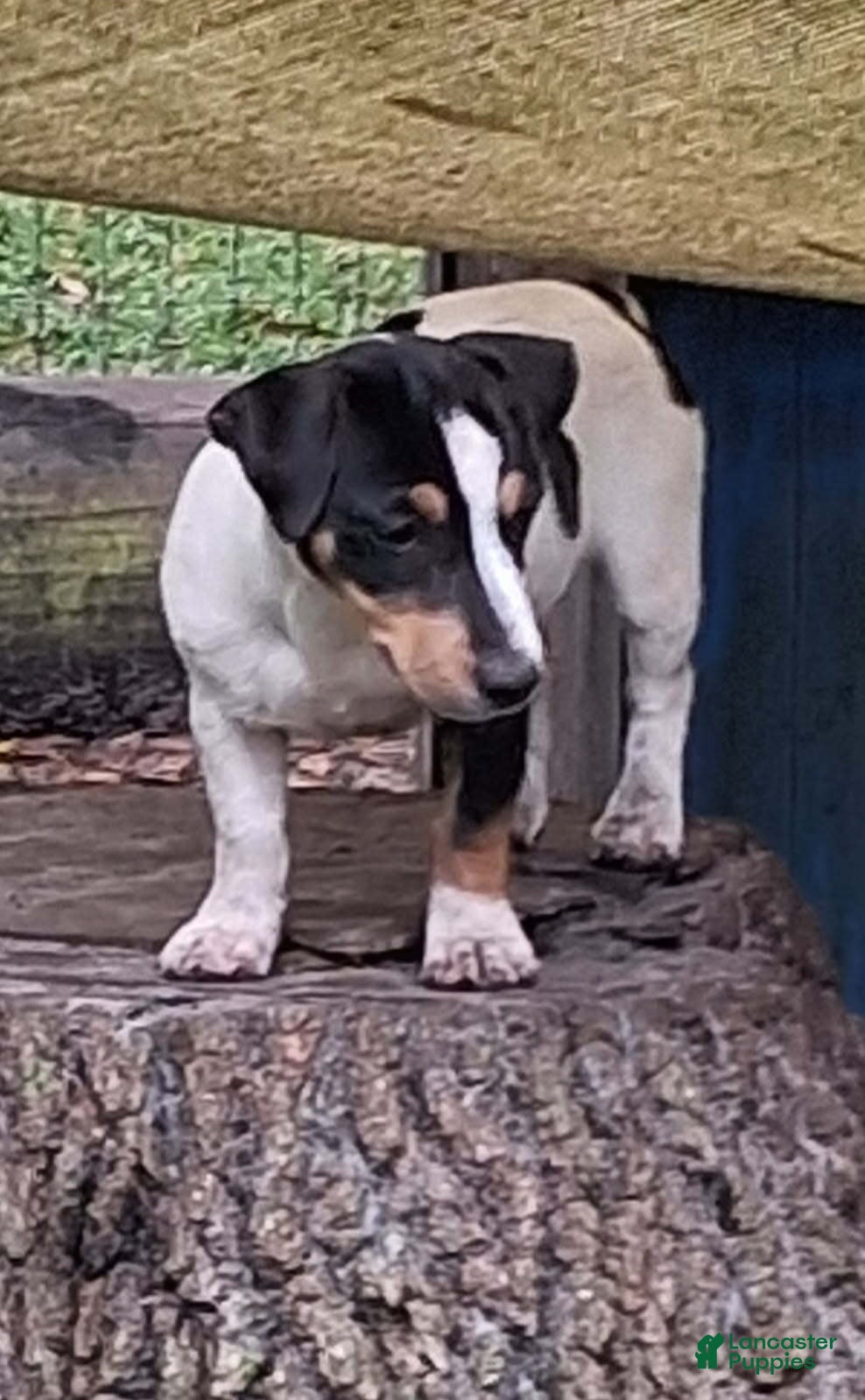 Girl (Jack Russell, Female) in Palatka, FL