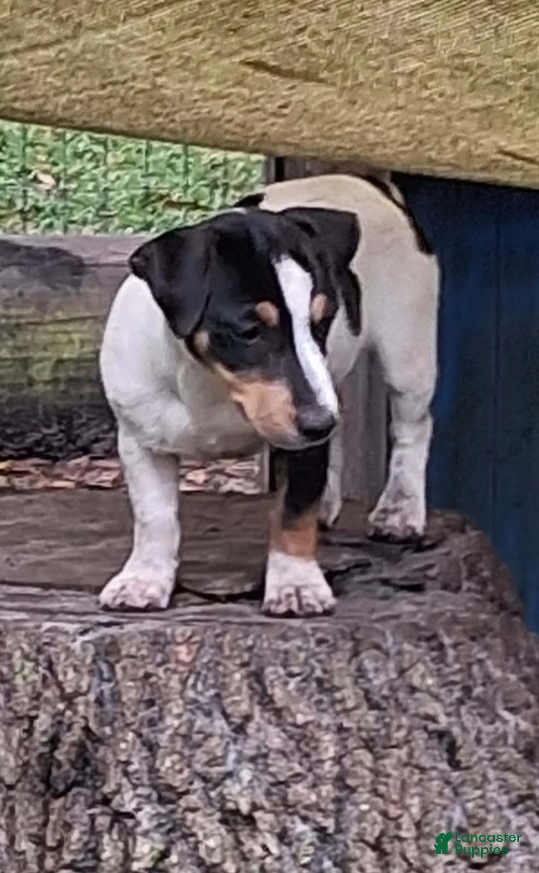 Jack Russell Terrier dogs for sale: Girl  - Ad 1
