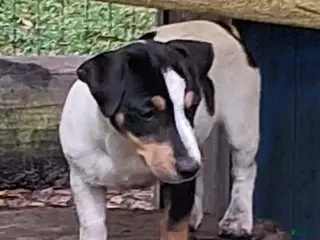 Jack Russell Terrier dogs Girl - Ad 1