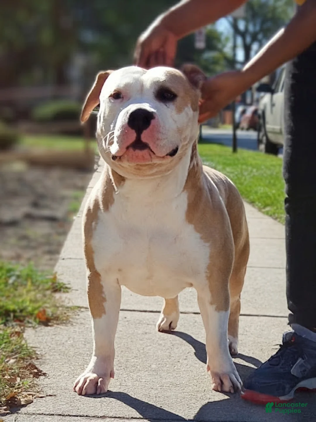 American Bully dogs for sale: American Bully - Ad 1