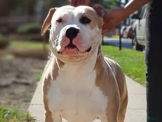 American Bully dogs American Bully - Ad 6