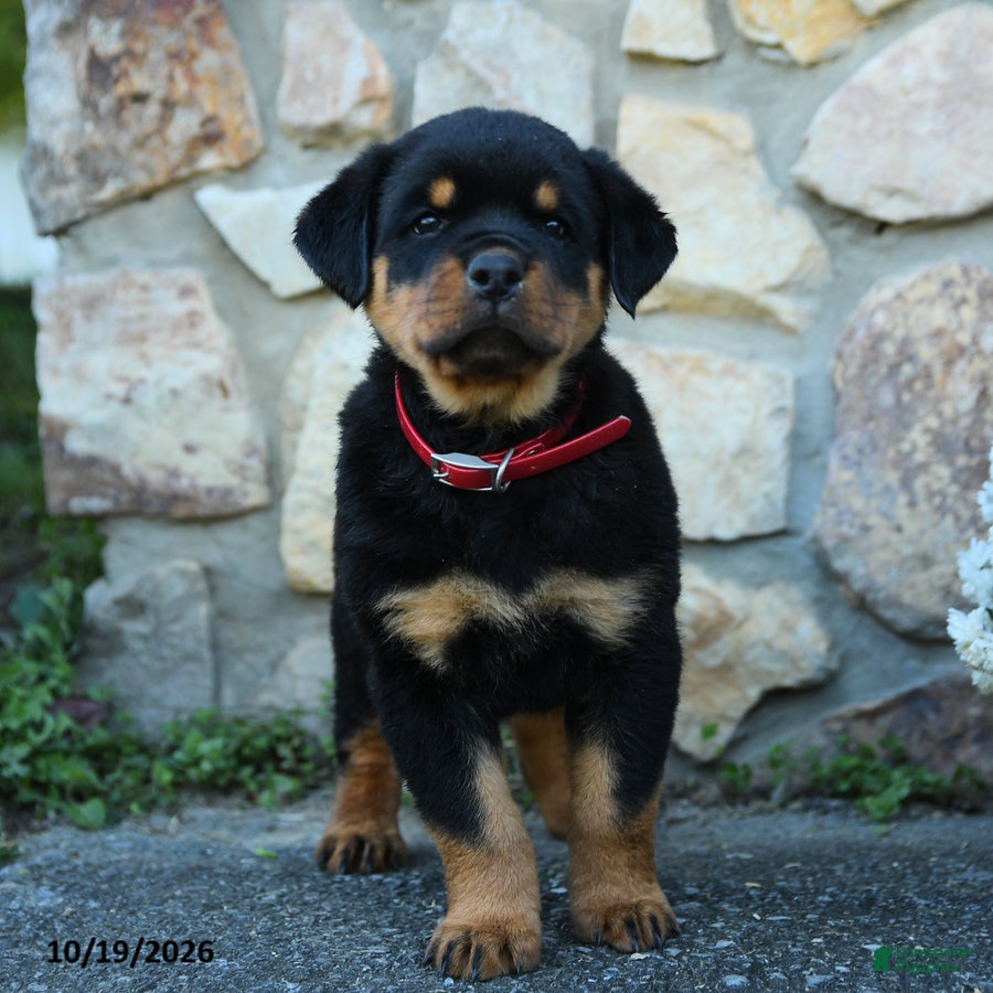 Rottweiler dogs Max - Ad 2