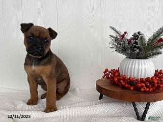 Mixed Breed dogs Magic - Ad 16