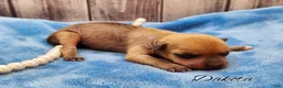 Mixed Breed dogs for sale: Dakota - Ad 16