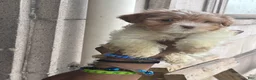 Mixed Breed dogs for sale: Pebbles  - Ad 3