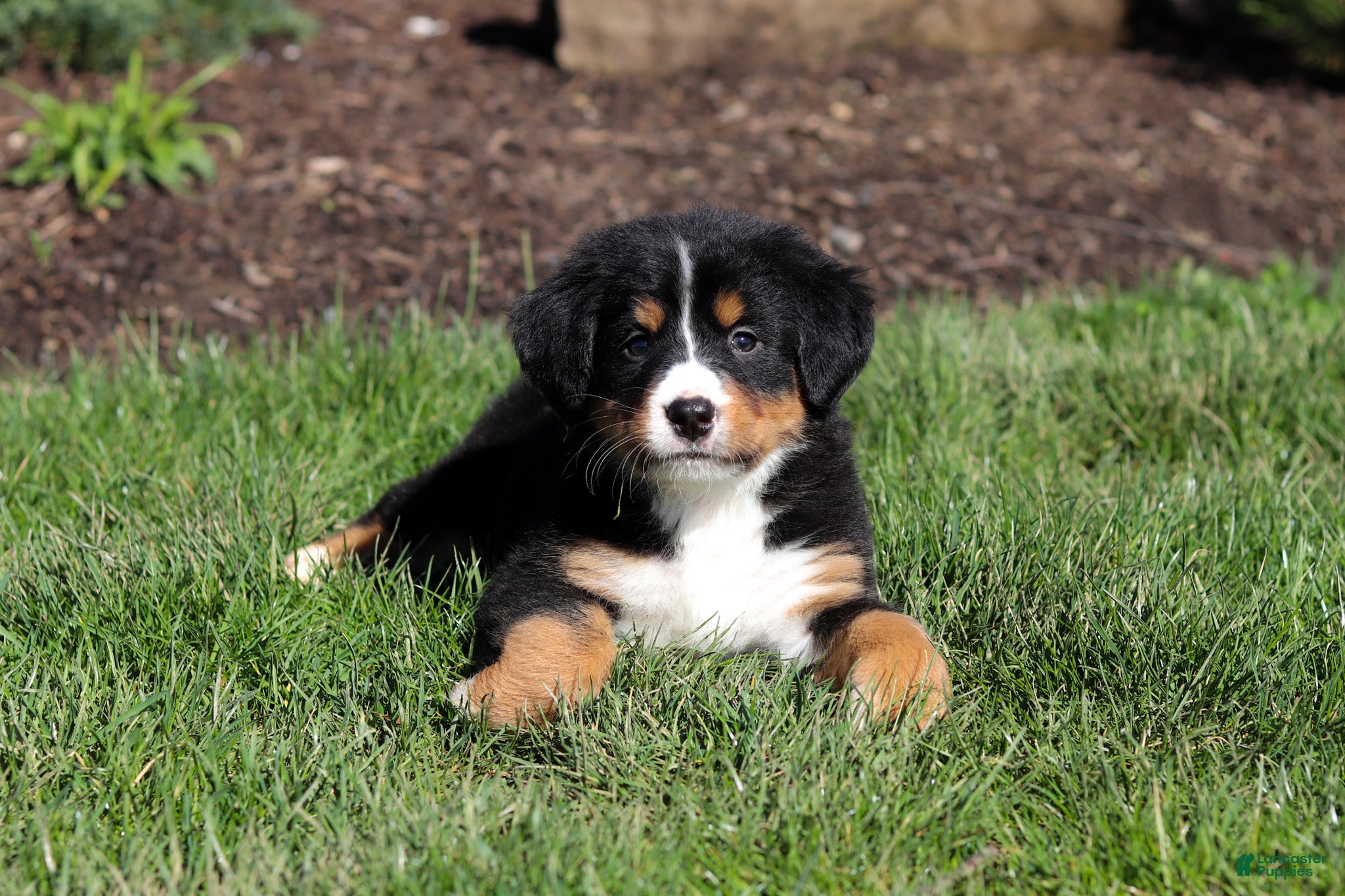 Bernese Mountain Dog dogs Jewel - Ad 1