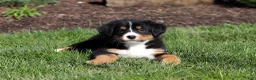 Bernese Mountain Dog dogs for sale: Jewel - Ad 3
