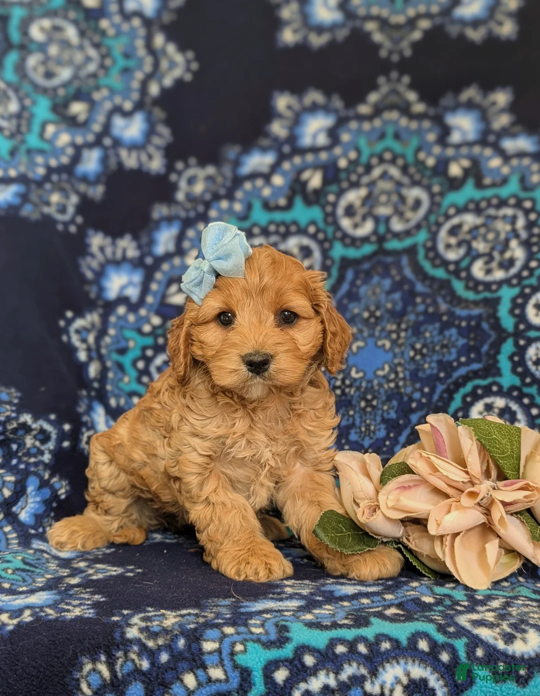 Cockapoo dogs for sale: Lilianna - Ad 2