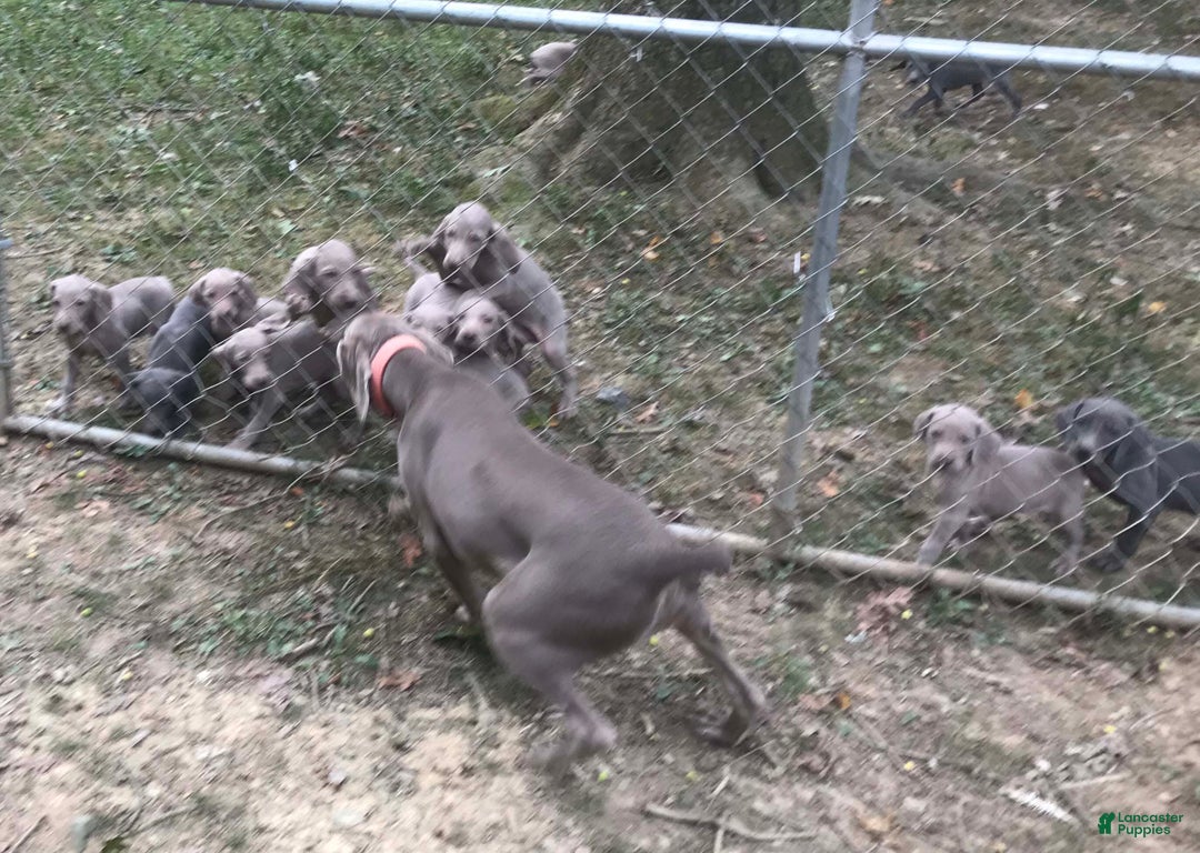 Weimaraner dogs for sale: Maggie's F1 - Ad 5