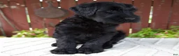 Giant Schnauzer dogs for sale: Tyler - Ad 6
