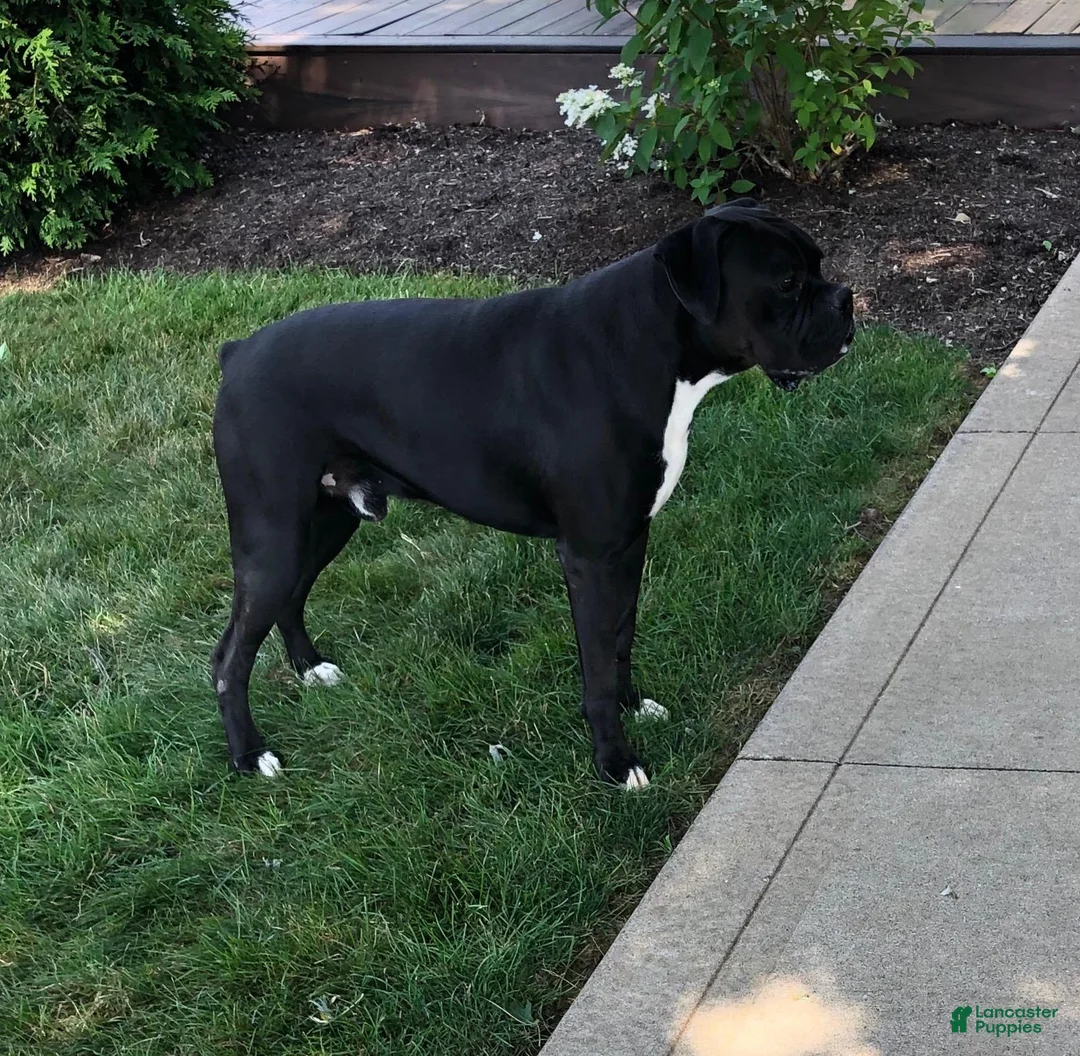 Boxer dogs for sale: Allie - Ad 3