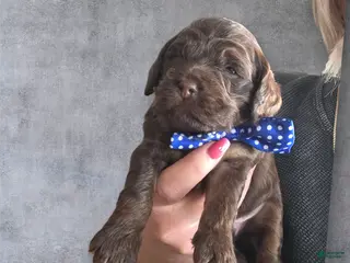 Cockapoo dogs Cockapoo Puppy 2 - Ad 21