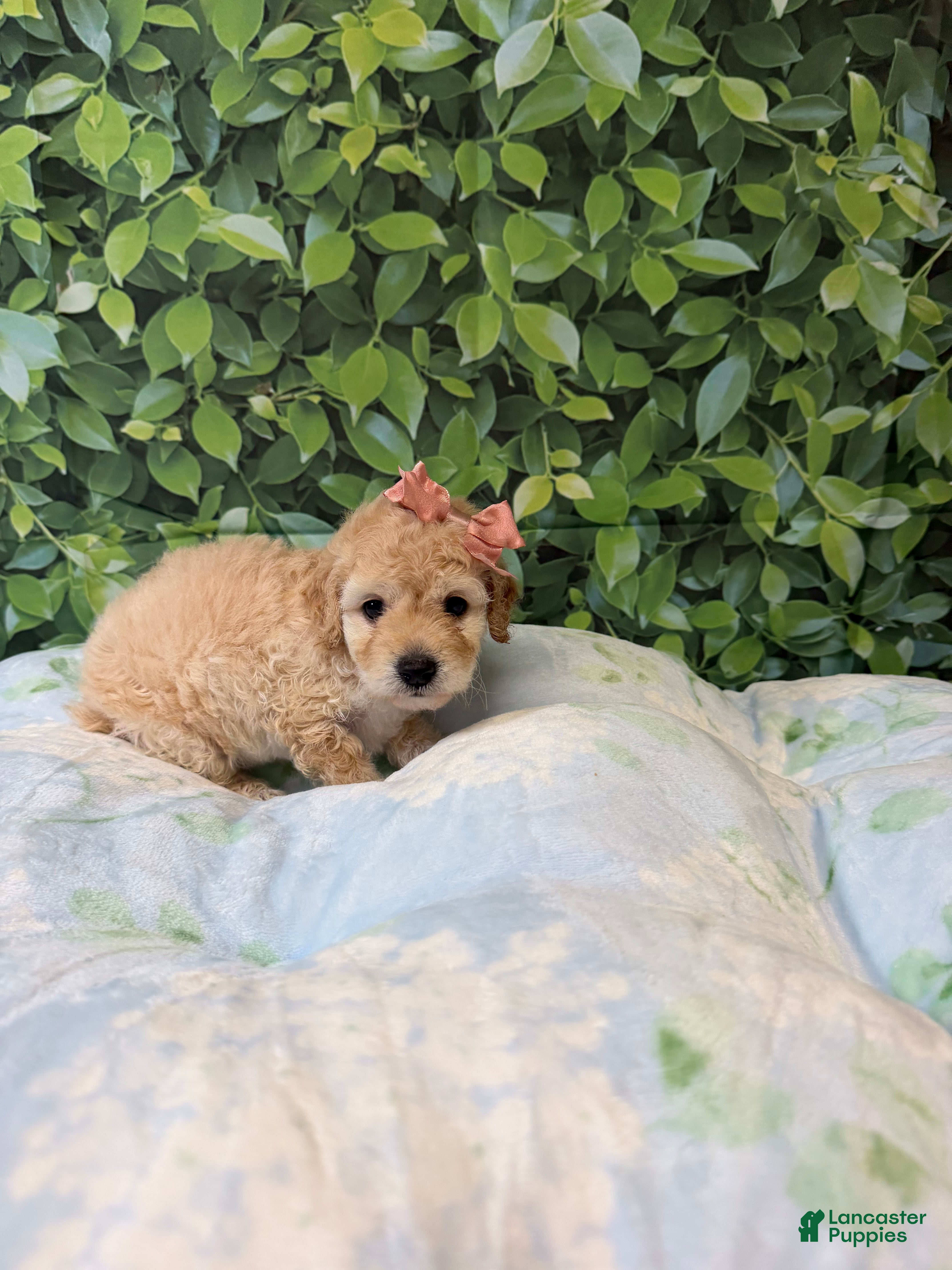 Maltipoo dogs Tiana - Ad 1