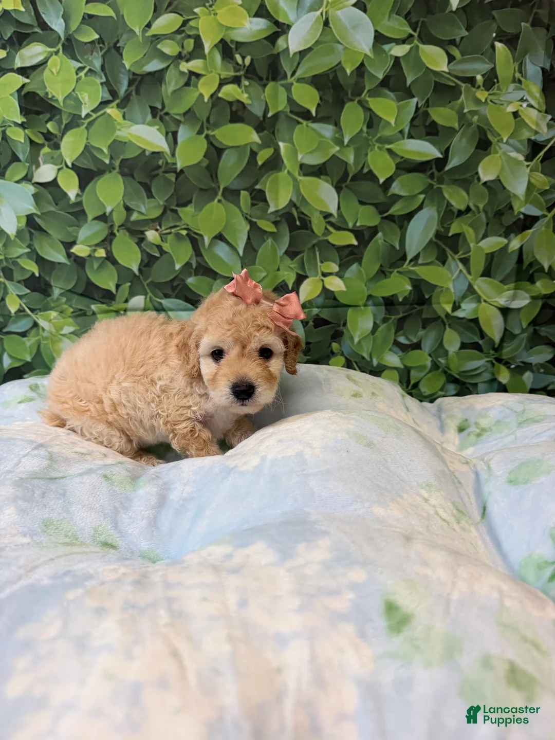 Maltipoo dogs for sale: Tiana - Ad 1