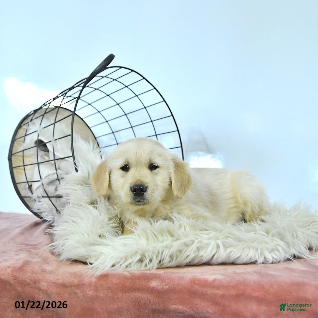 Golden Retriever dogs for sale: Buddy - Ad 2