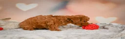 Toy Poodle dogs for sale: Benji - Ad 11