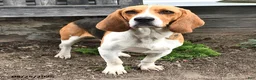 Mixed Breed dogs for sale: Peony - Ad 6