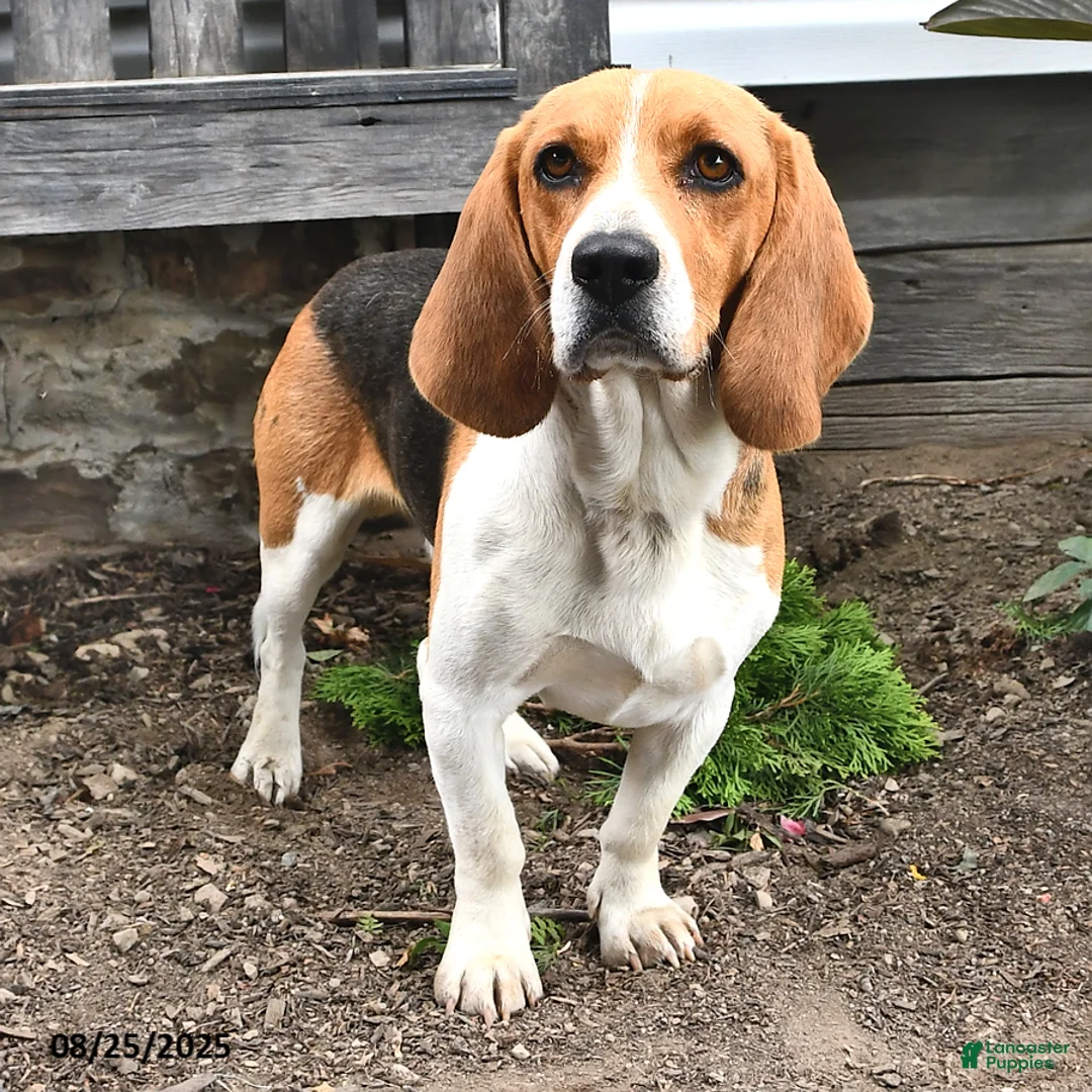 Mixed Breed dogs for sale: Peony - Ad 6
