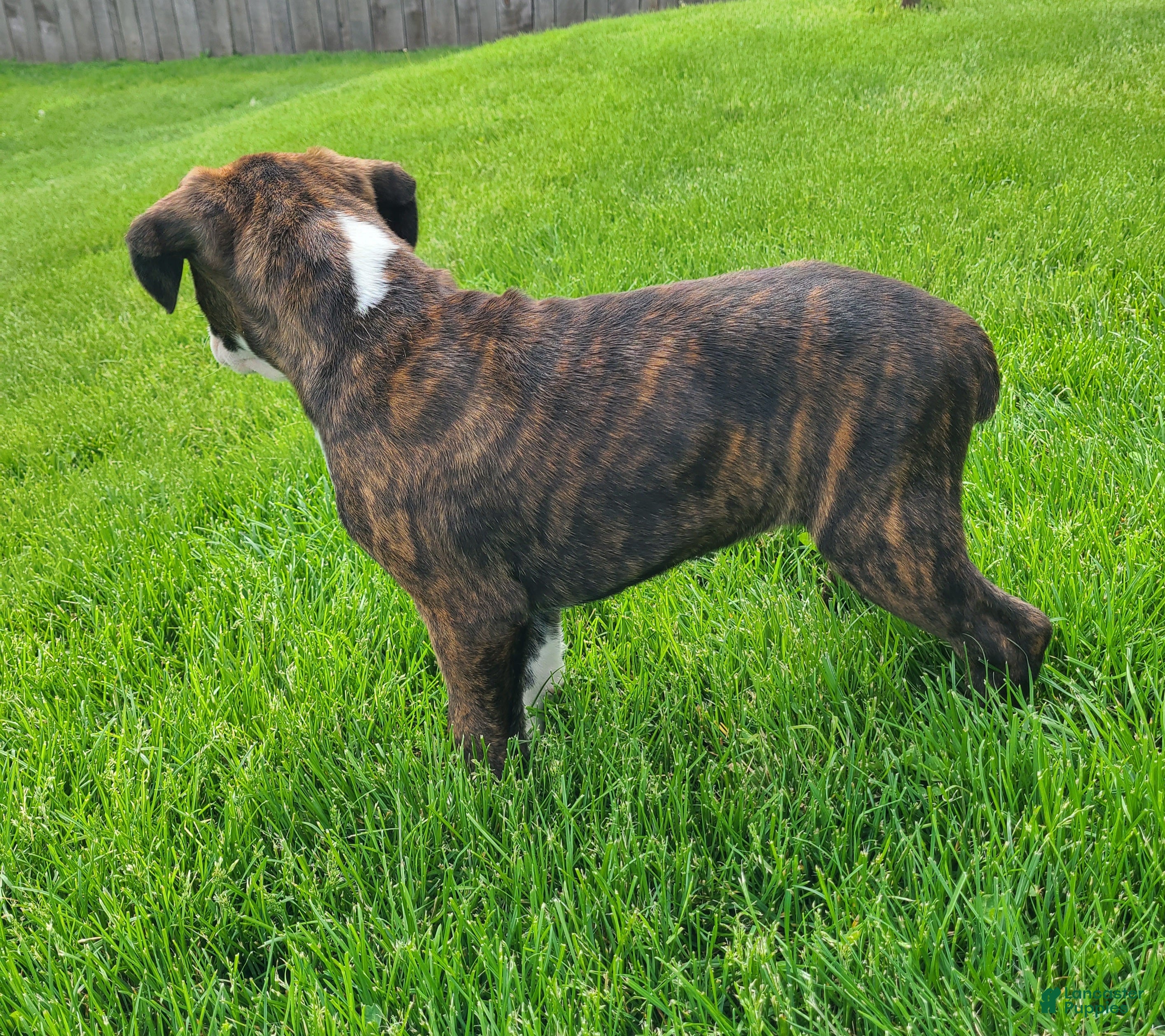 Boxer dogs Mollie - Ad 2