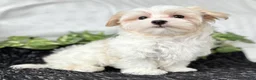 Maltese dogs for sale: Colton - Ad 9
