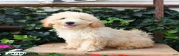Maltipoo dogs for sale: Jasper  - Ad 3