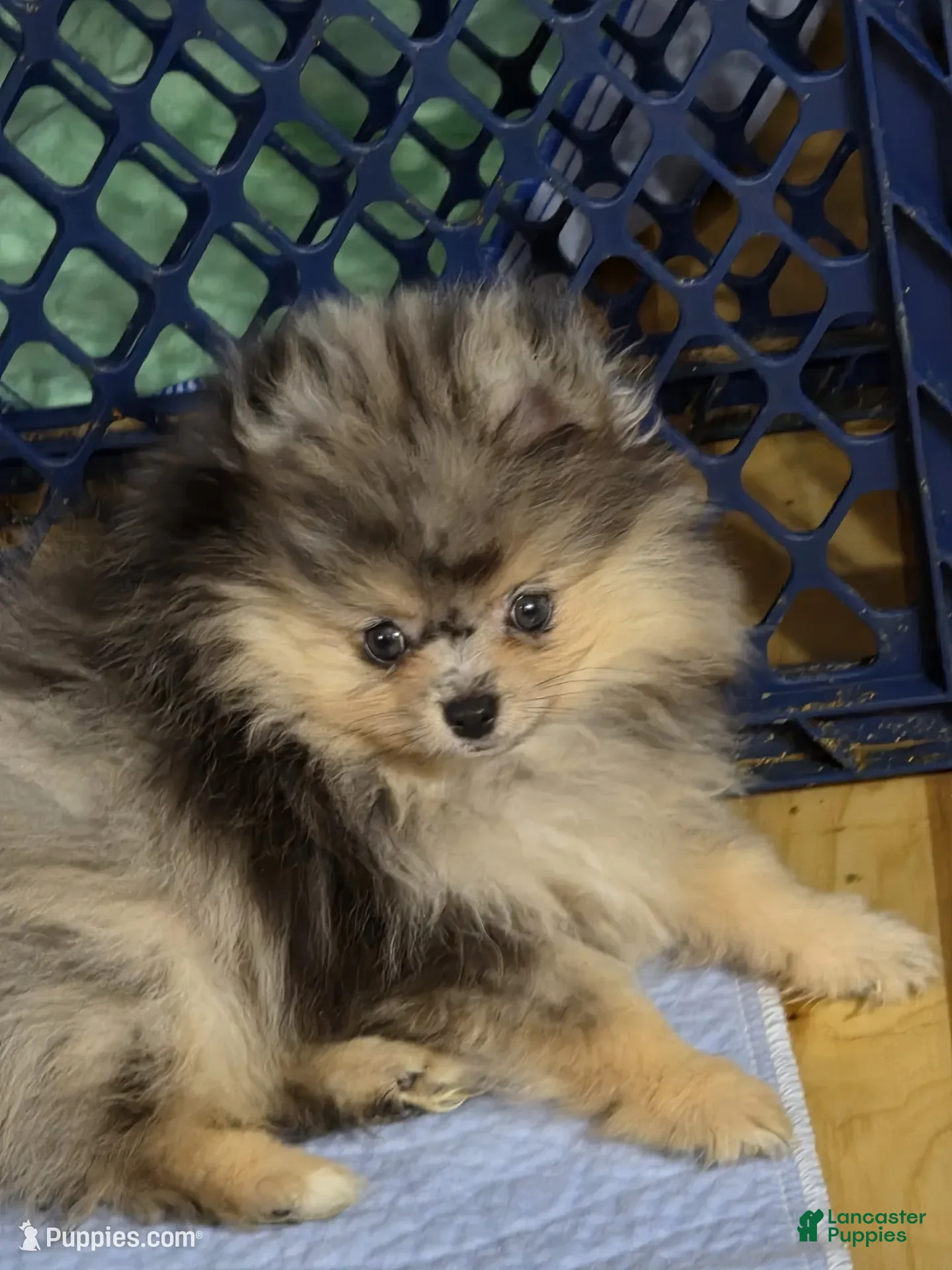 Pomeranian dogs Akc Jax  - Ad 26