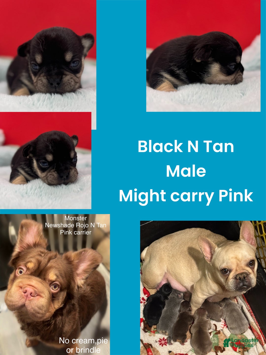 French Bulldog dogs for sale: French Bulldog Puppy 1 - Ad 1