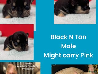 French Bulldog dogs French Bulldog Puppy 1 - Ad 16