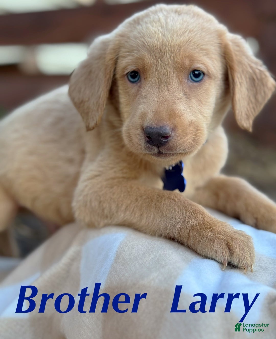 Labrador Retriever dogs for sale: Labrador Retriever Puppy 2 - Ad 1