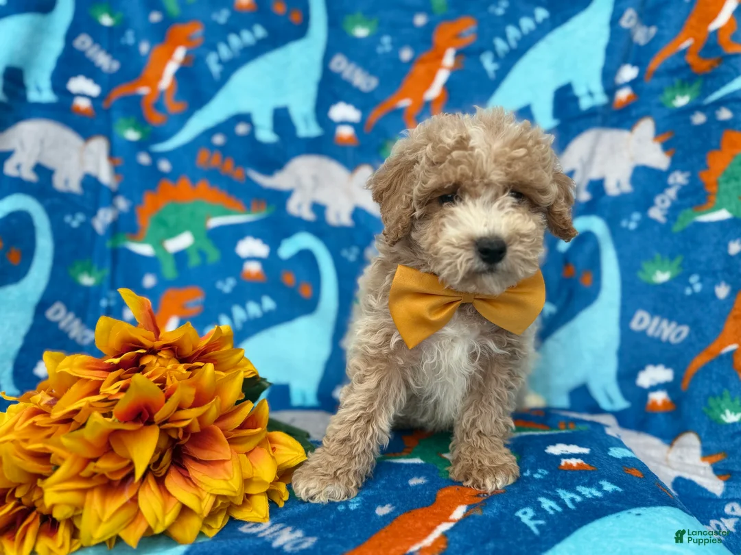 Cockapoo dogs for sale: Theo - Ad 6