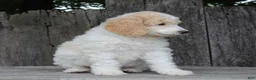 Standard Poodle dogs for sale: Willow AKC standard poodle - Ad 8