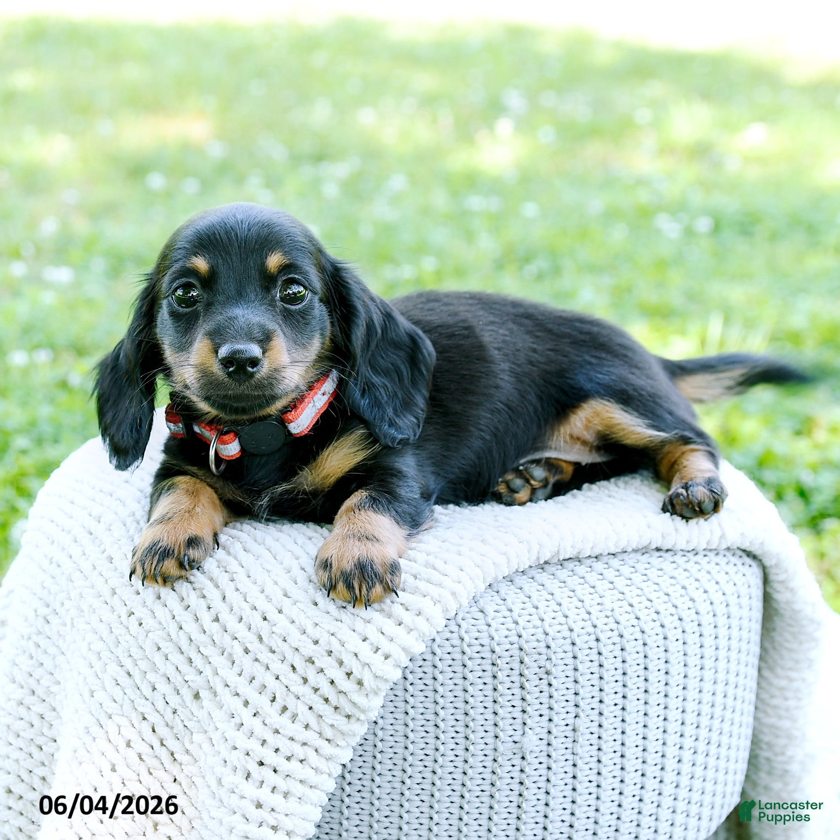 Miniature Dachshund dogs for sale: Dahlia - Ad 4